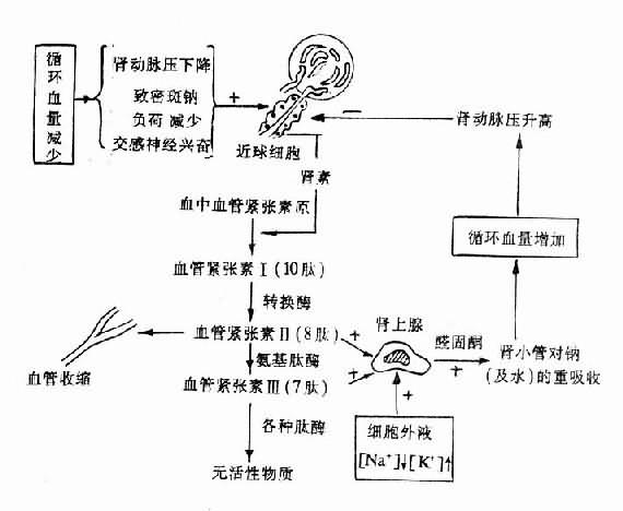 醛固酮分泌的调节及其作用示意图