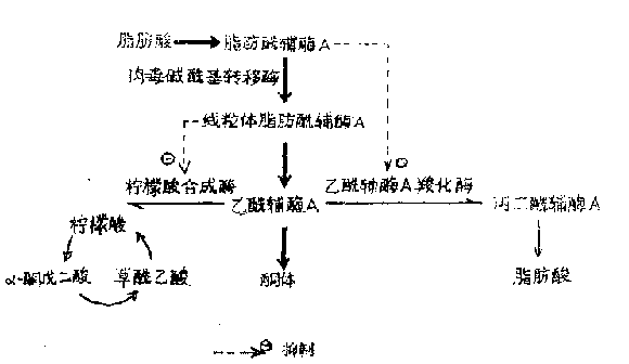 糖尿病时酮体生成增多的机制