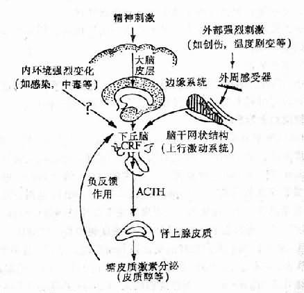 应激时糖皮质激素分泌的调节