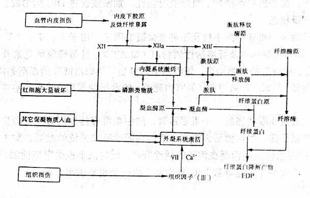 DIC的发病机制