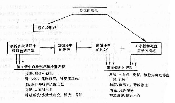 DIC的主要临床表现及其机制