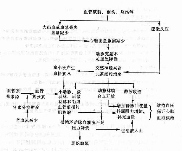 缺血性缺氧期微循环变化机理