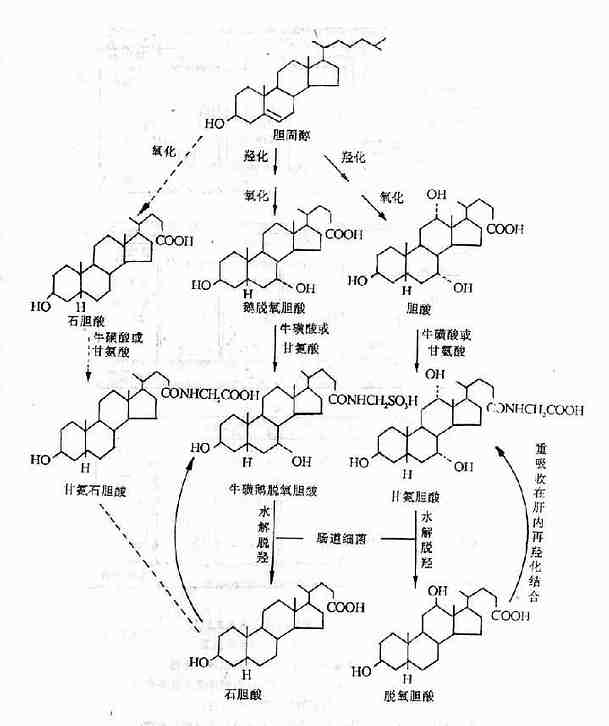 胆汁酸的生成和肝肠循环