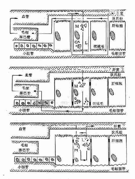 结合型胆红素返流入血机理