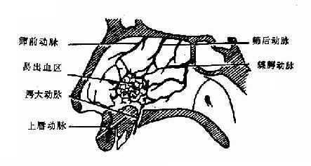 鼻中隔动脉分布