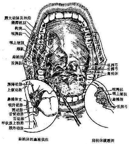 软腭及扁桃体区的局