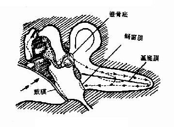 声音的传导途径