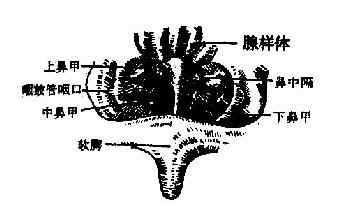 间接鼻咽镜（后鼻镜）检查所见