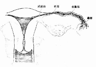 输卵管各部示意