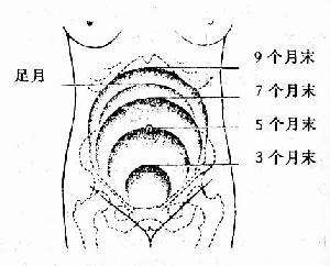 妊娠各月分宫底大概高度