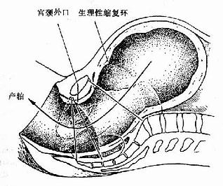 产道的形成及产轴