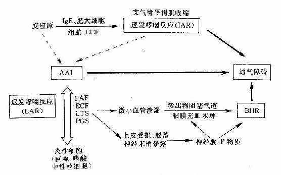 支气管哮喘发病机理示意图 