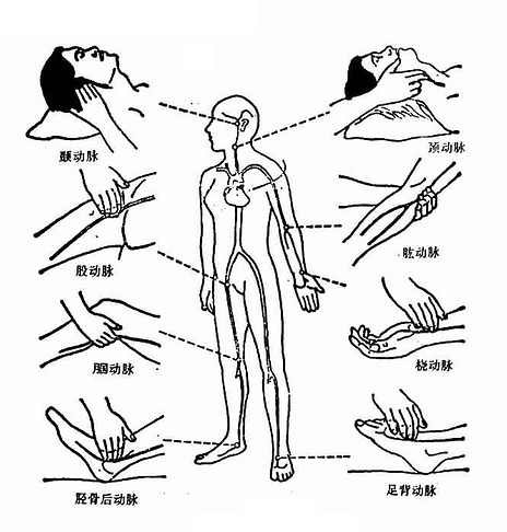 常用诊脉部位