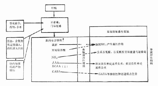 肝性脑病的发病机制