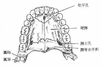 硬腭