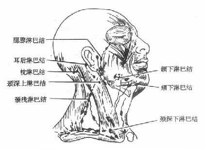 口腔颌面部淋巴