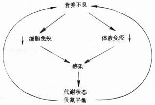 营养不良与感染的关系