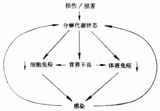 损伤与营养不良及感染的关系