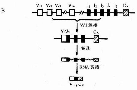 Ig轻链基因及其重组