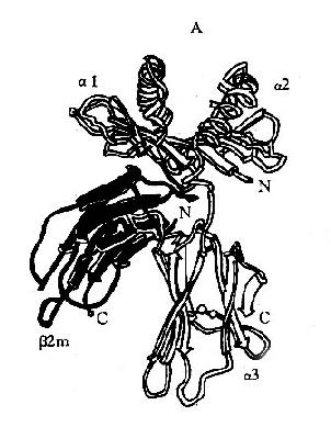 HLAⅠ类分子多肽折迭立体结构示意图