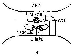 抗原递呈示意图