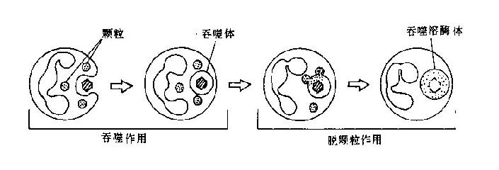 中性粒细胞趋化作用和吞噬作用示意图