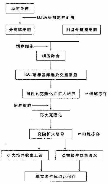 杂交瘤技术制备单克隆抗体的流程