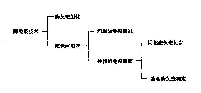 酶免疫技术的分类