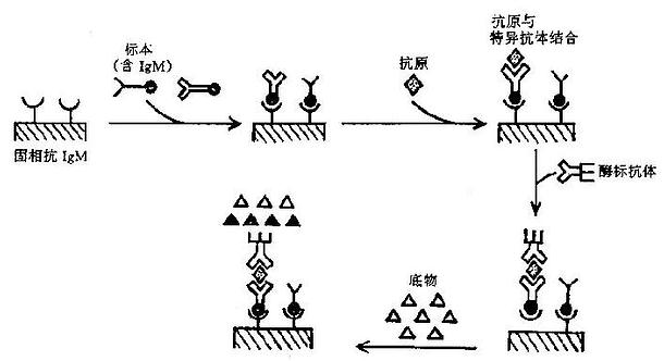 捕获法测IgM抗体示意图