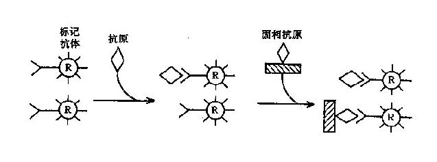 单位点IRMA原理示意图