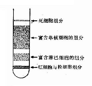 连续密度梯度离心法分离单个核细胞中各细胞成分的分布示意图