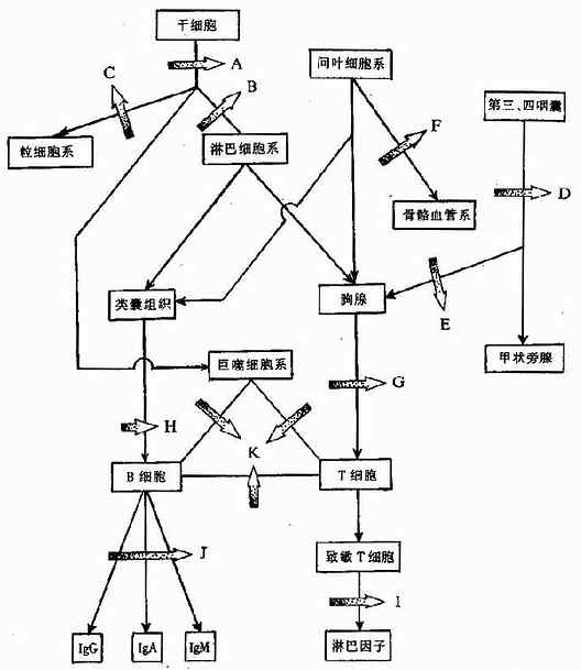 免疫系统各阶段发育障碍示意图