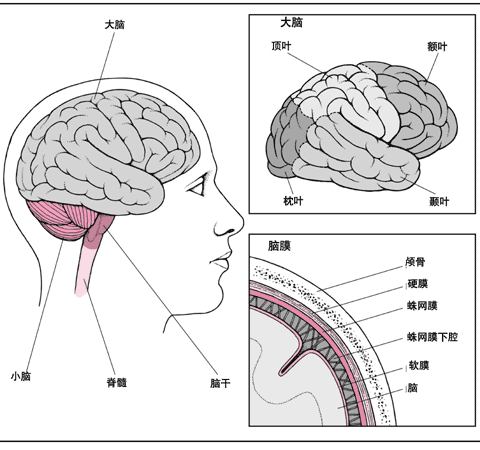 脑部示意图