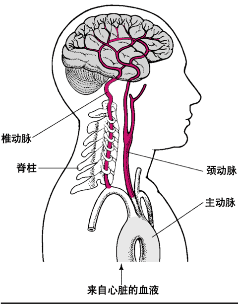 脑血管动脉