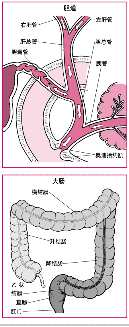 胆囊与胆道、大肠