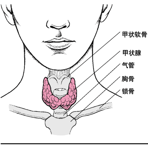 甲状腺的位置