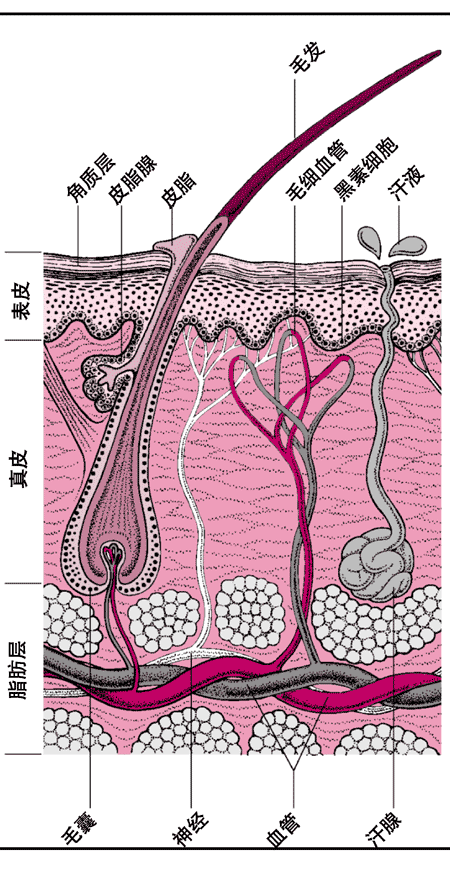 皮肤各层结构的剖面