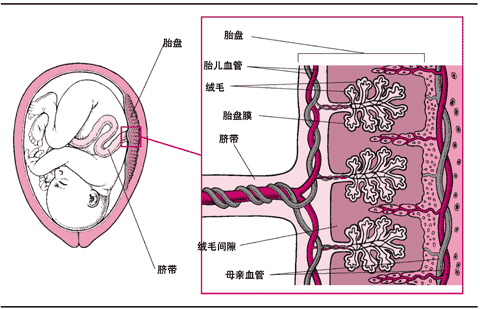 药物如何通过胎盘