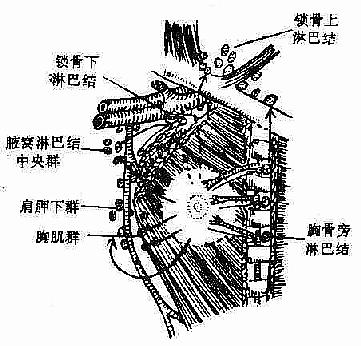 乳房淋巴输出途径