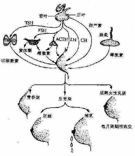 乳腺的发育和正常功能受着多种激素作用的影响