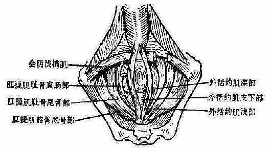 会阴部肌肉