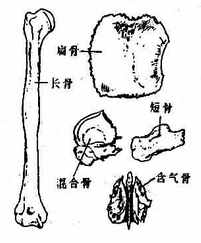 骨的形态