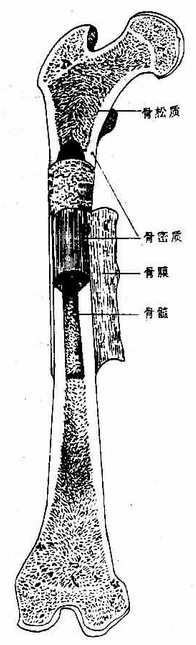 骨的构造模式图