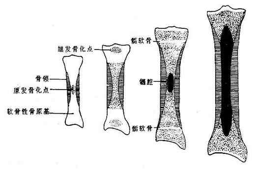 长骨的发育模式图