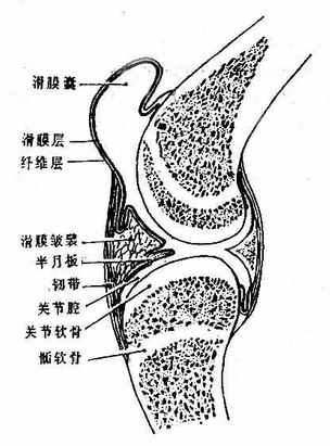 关节的构造模式图