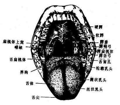 口腔前面观