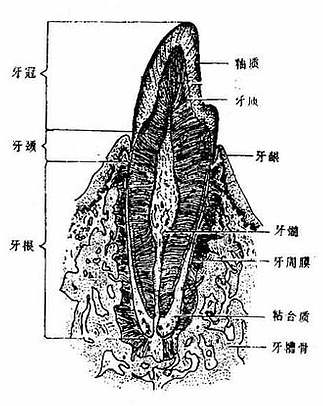 牙的构造模式图