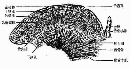 舌的纵断面