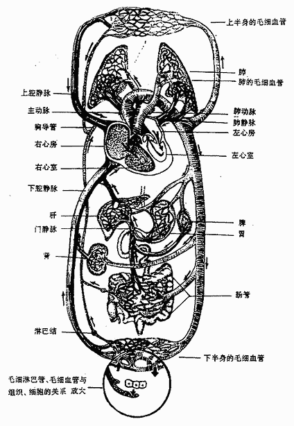 血液循环概观