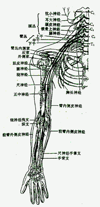 颈丛和臂丛